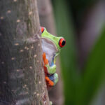 Planificación ambiental estratégica del territorio: el futuro de las áreas protegidas en Costa Rica
